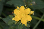 Mountain St. Johnswort